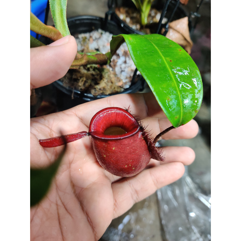🌿 Nepenthes ampullaria – Red Pure (M)