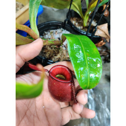 🌿 Nepenthes ampullaria – Red Pure (M)