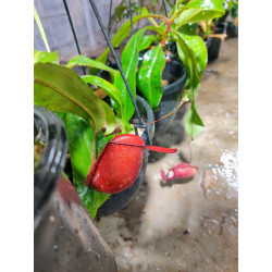 🌿 Nepenthes ampullaria – Red Pure (M)