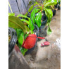 🌿 Nepenthes ampullaria – Red Pure (M)