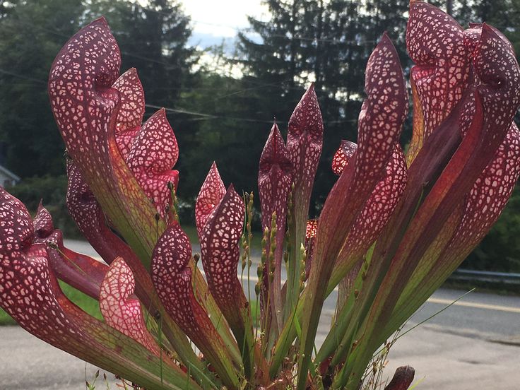 Sarracenia scarlette belle - Image 2