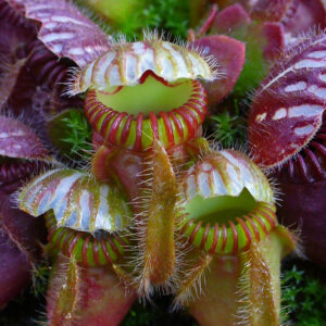 Cephalotus follicularis (Wikimedia Commons)