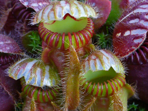 Cephalotus follicularis (Wikimedia Commons)