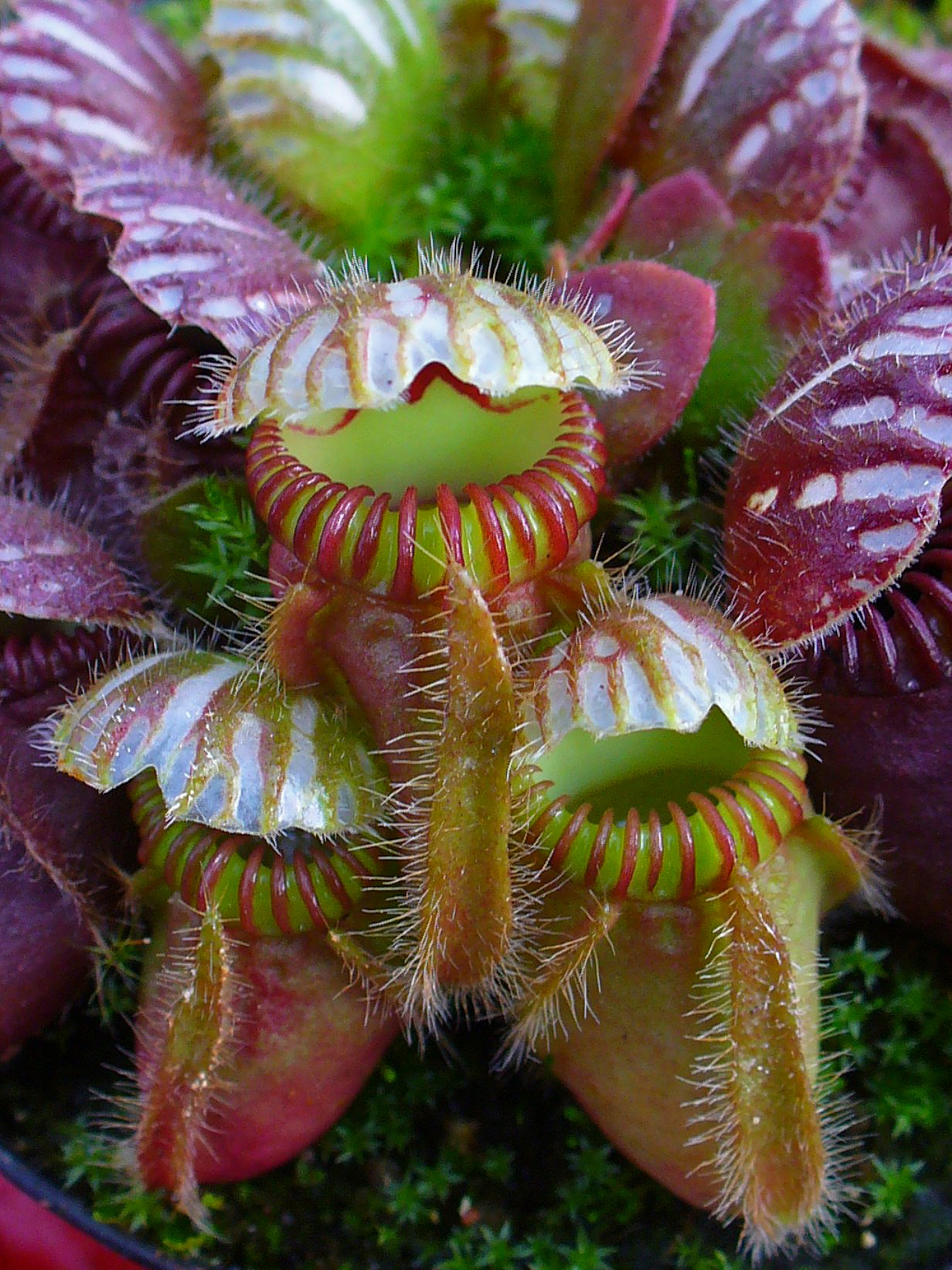 Cephalotus follicularis HMZ×SOHG Cephalotus follicularis – Carnivorous Plants India