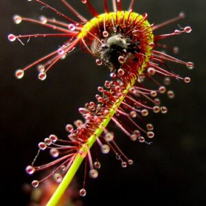 Drosera capensis (Wikimedia Commons)