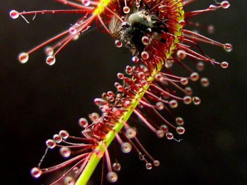 Drosera capensis (Wikimedia Commons)
