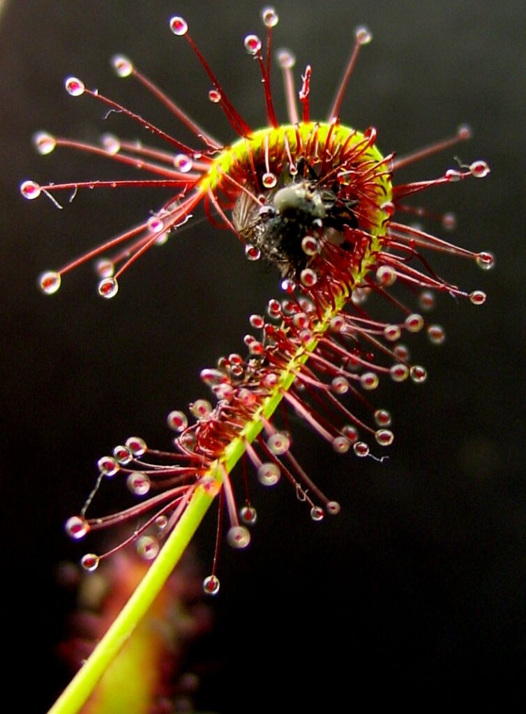 Drosera capensis (Wikimedia Commons)
