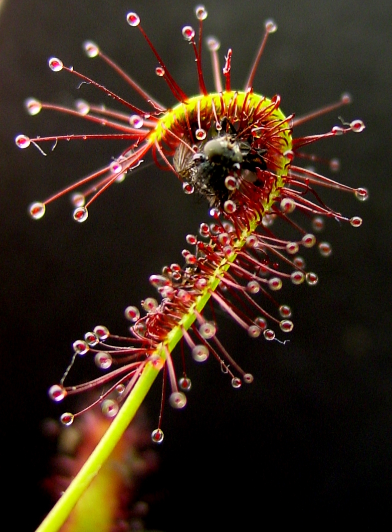 Drosera capensis (Wikimedia Commons)