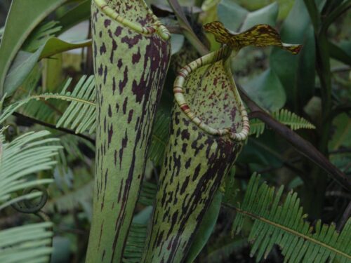Nepenthes stenophylla (Wikimedia Commons)