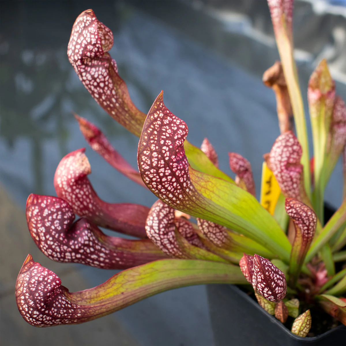 Sarracenia scarlette belle - Image 3