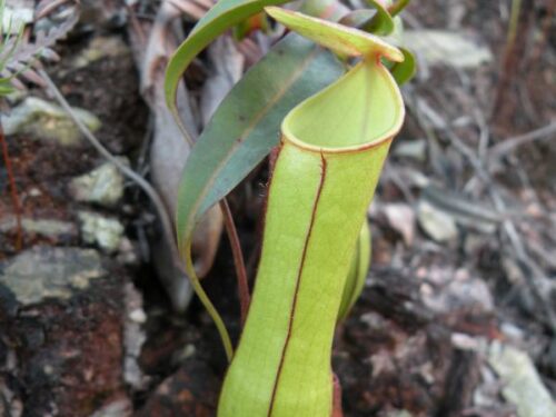 Nepenthes gracilis (Wikimedia Commons)