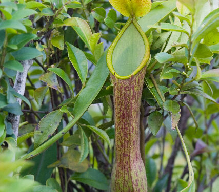 Nepenthes alata (Wikimedia Commons)