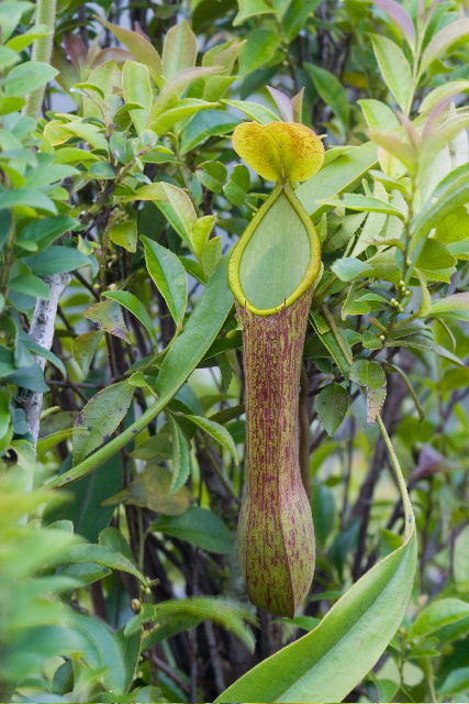 Nepenthes alata (Wikimedia Commons)