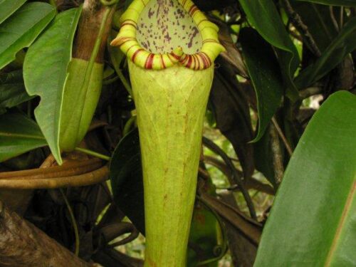 Nepenthes boschiana (Wikimedia Commons)