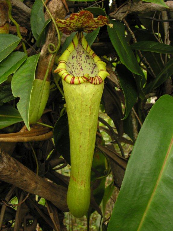 Nepenthes boschiana (Wikimedia Commons)