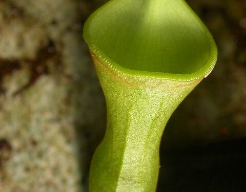 Nepenthes campanulata (Wikimedia Commons)