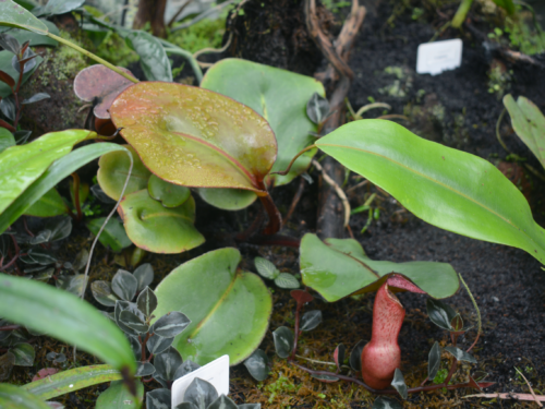 Nepenthes clipeata (Wikimedia Commons)