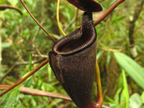Nepenthes leonardoi (Wikimedia Commons)
