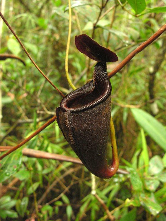 Nepenthes leonardoi (Wikimedia Commons)