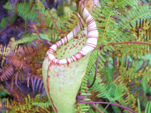 Nepenthes maxima (Wikimedia Commons)