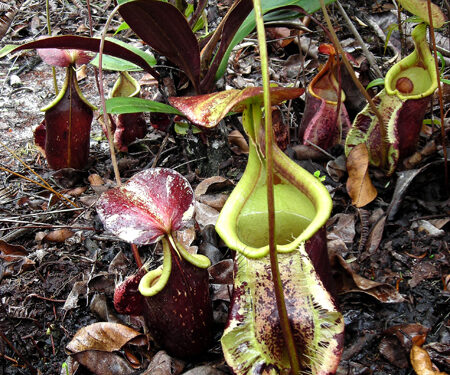 Nepenthes rafflesiana (Wikimedia Commons)