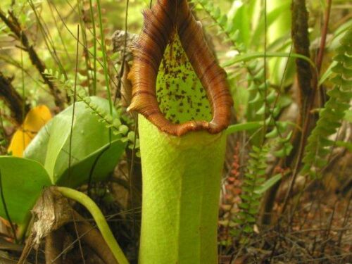 Nepenthes truncata (Wikimedia Commons)