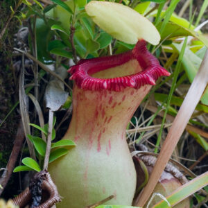 Nepenthes ventricosa (Wikimedia Commons)