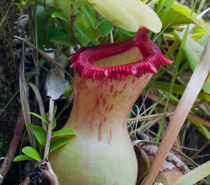 Nepenthes ventricosa (Wikimedia Commons)