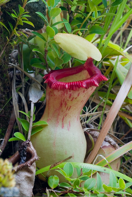Nepenthes ventricosa (Wikimedia Commons)