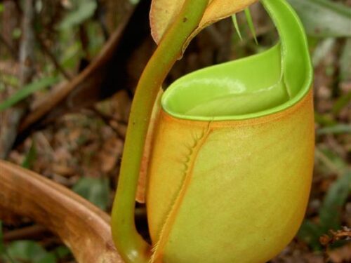 Nepenthes bicalcarata (Wikimedia Commons)