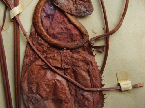 Nepenthes thorelii (Wikimedia Commons)