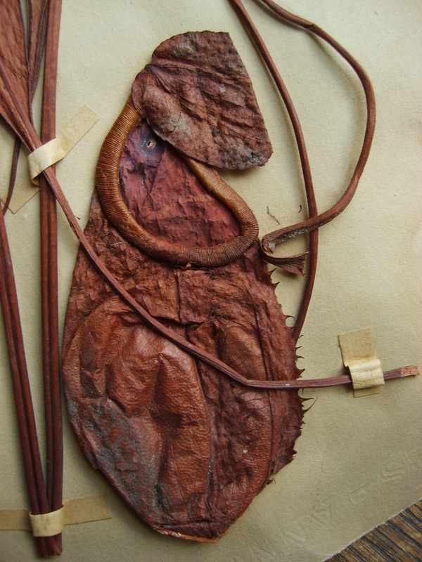 Nepenthes thorelii (Wikimedia Commons)