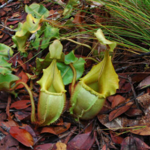 Nepenthes veitchii (Wikimedia Commons)