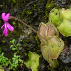 Pinguicula moranensis (Wikimedia Commons)