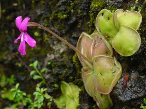 Pinguicula moranensis (Wikimedia Commons)