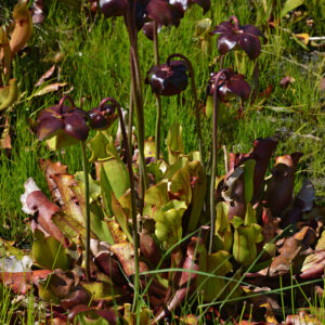 Sarracenia purpurea (Wikimedia Commons)