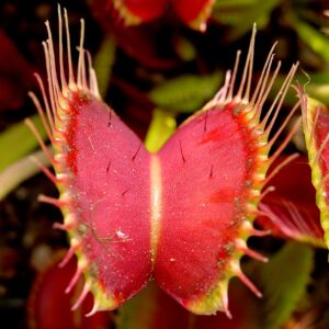 Dionaea muscipula (Wikimedia Commons)