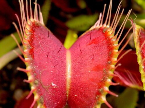 Dionaea muscipula (Wikimedia Commons)
