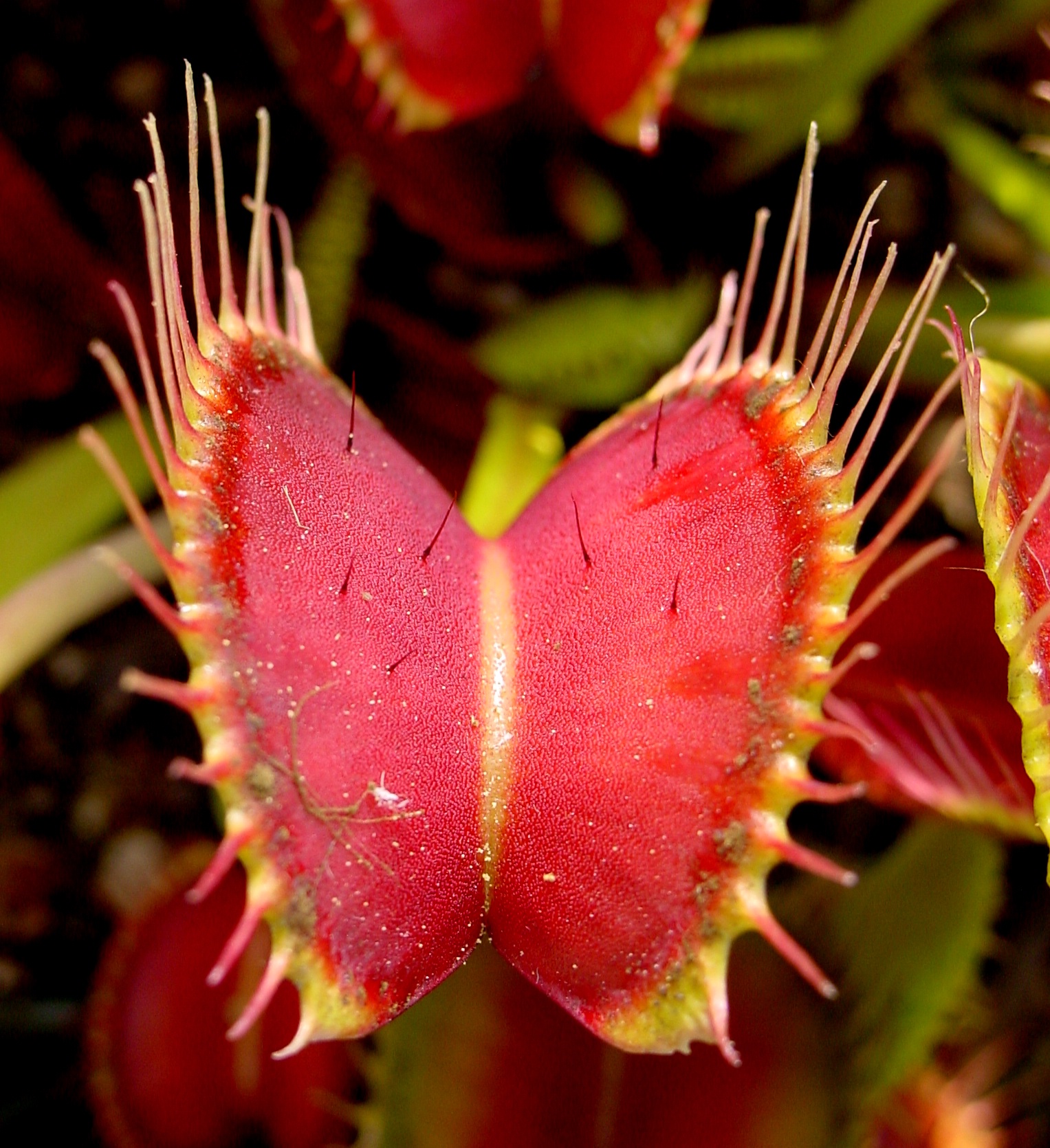 Dionaea muscipula (Wikimedia Commons)