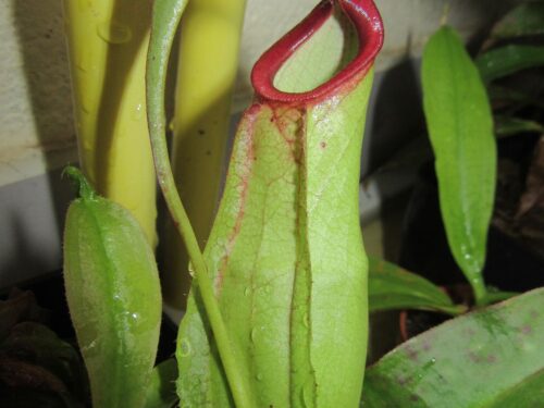 Forest Studio Labs Nepenthes