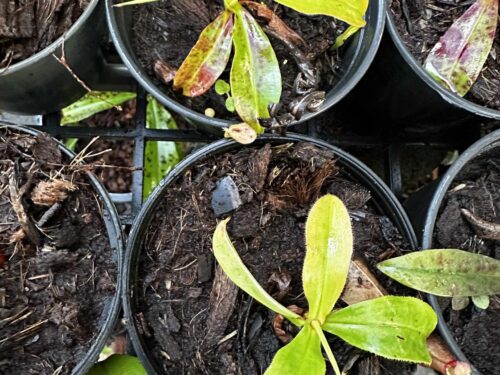 Forest Studio Labs Nepenthes