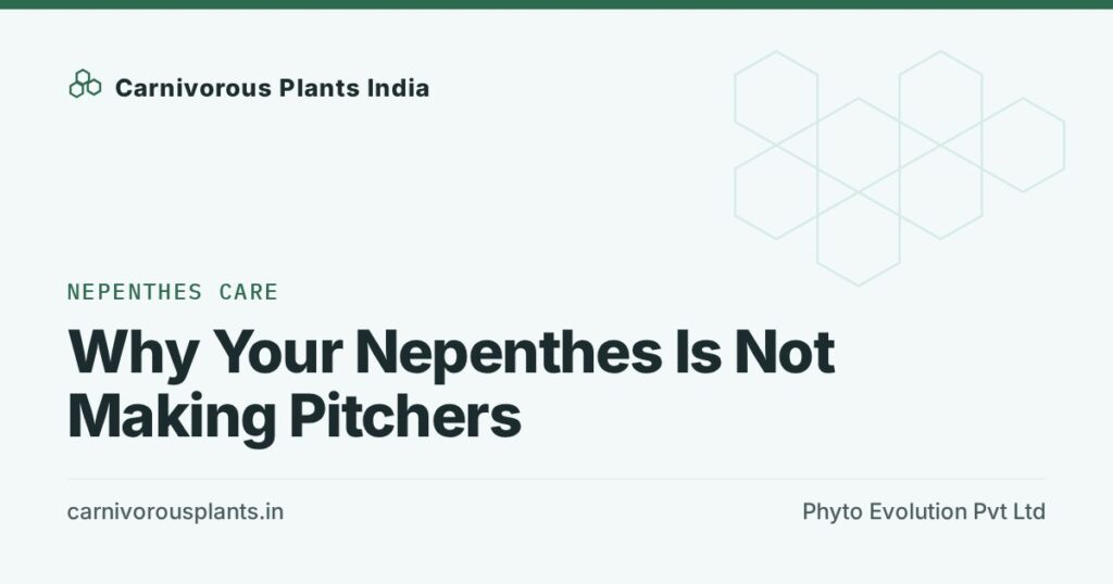 Why Your Nepenthes Is Not Making Pitchers