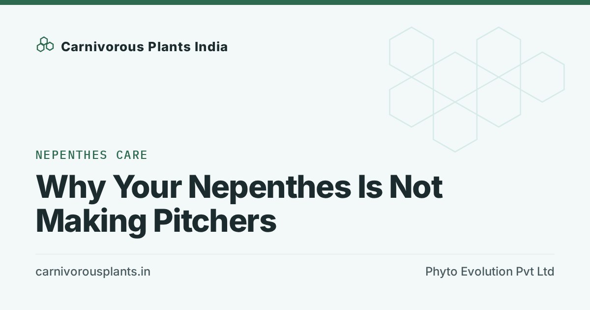 Why Your Nepenthes Is Not Making Pitchers