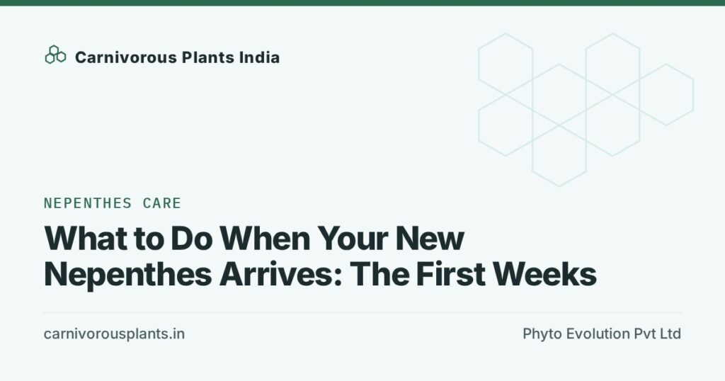 What to Do When Your New Nepenthes Arrives: The First Weeks