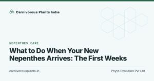 What to Do When Your New Nepenthes Arrives: The First Weeks