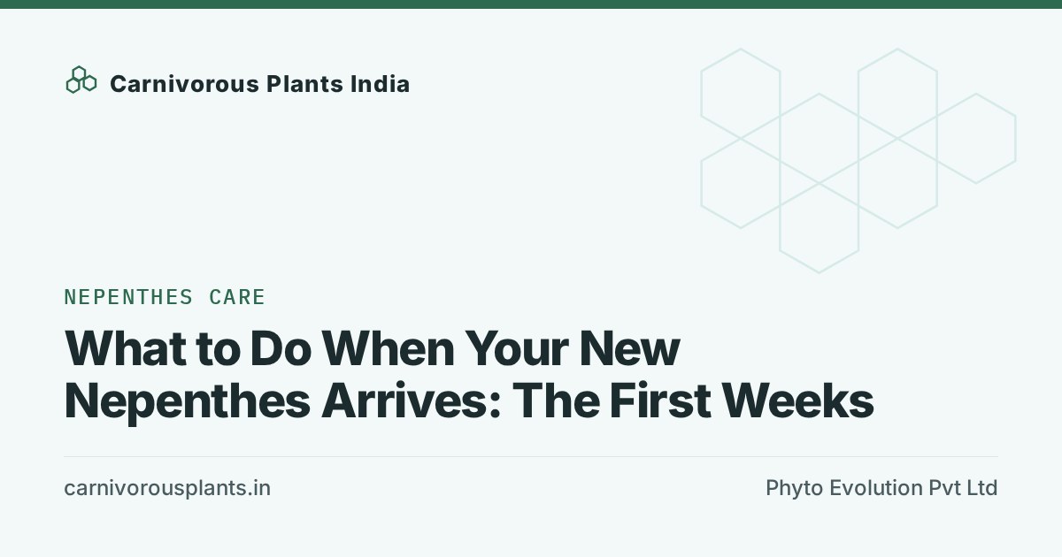What to Do When Your New Nepenthes Arrives: The First Weeks