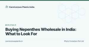 Buying Nepenthes Wholesale in India: What to Look For