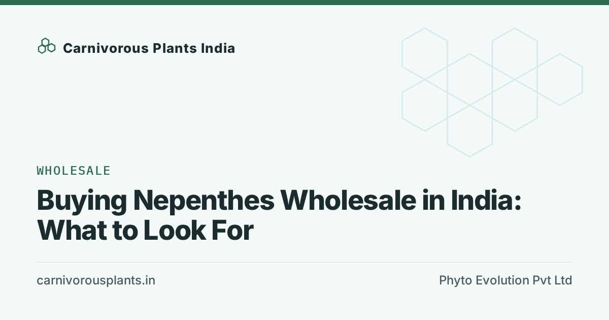 Buying Nepenthes Wholesale in India: What to Look For