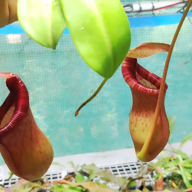 N. ventricosa x epiphytica 
Females in the house ..

#nepenthes
#nepenthesventri