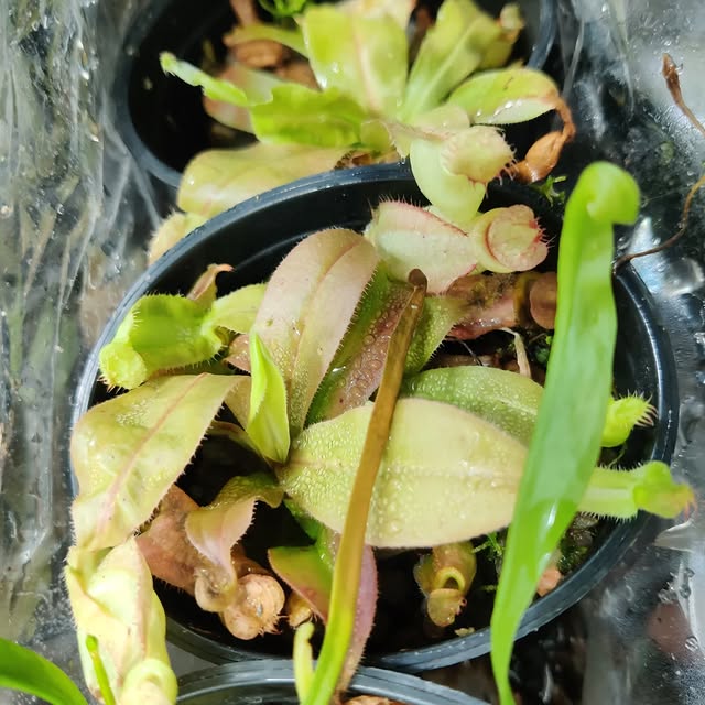 Lab to Greenhouse 💚

#nepenthestissueculture 
#nepenthes 
#greenhouse 
#carnivor